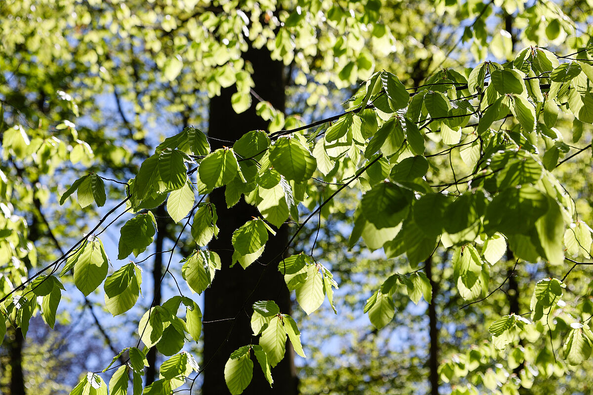 Symbolbild Frühling Junge, frische grüne Blätter, durch die das Sonnenlicht scheint.